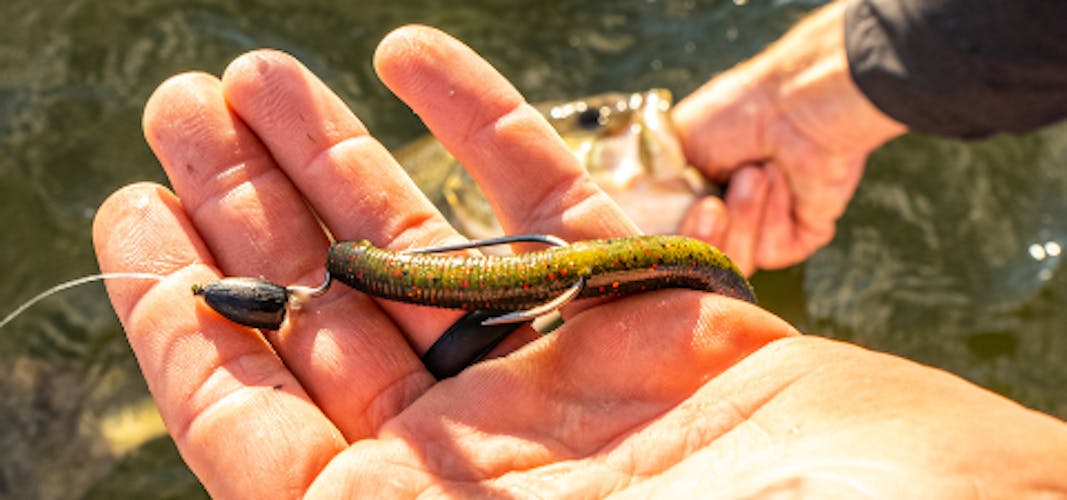 Bob Downey's Expert Tips for Fishing the Texas Rigged Worm Like a