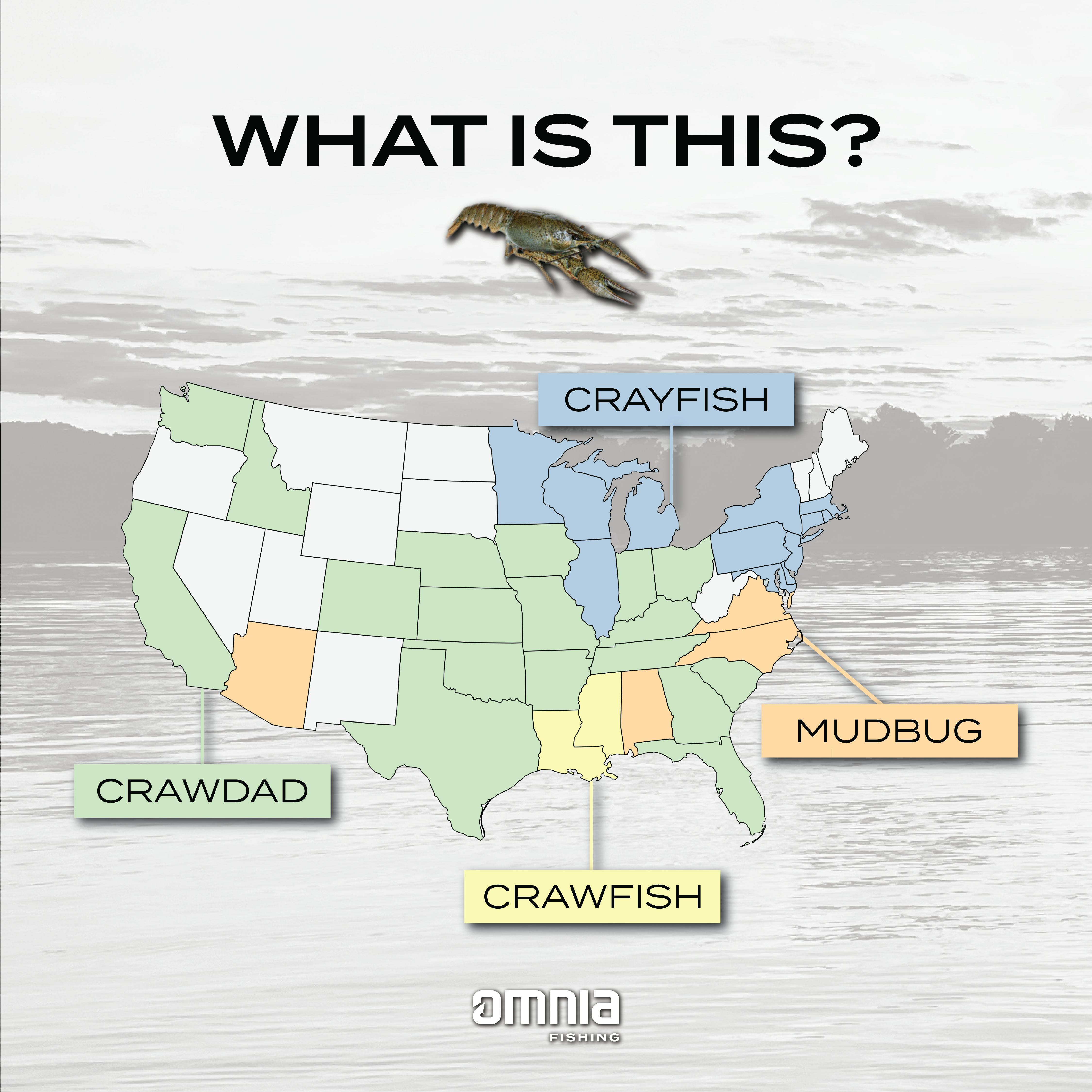 Omnia customer survey results showing regional names for crayfish