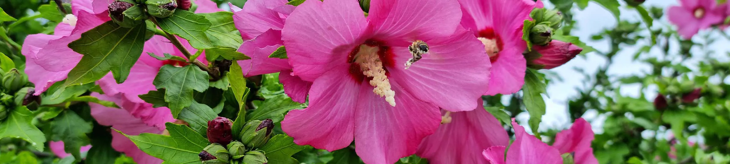 Hibiscus karkadé