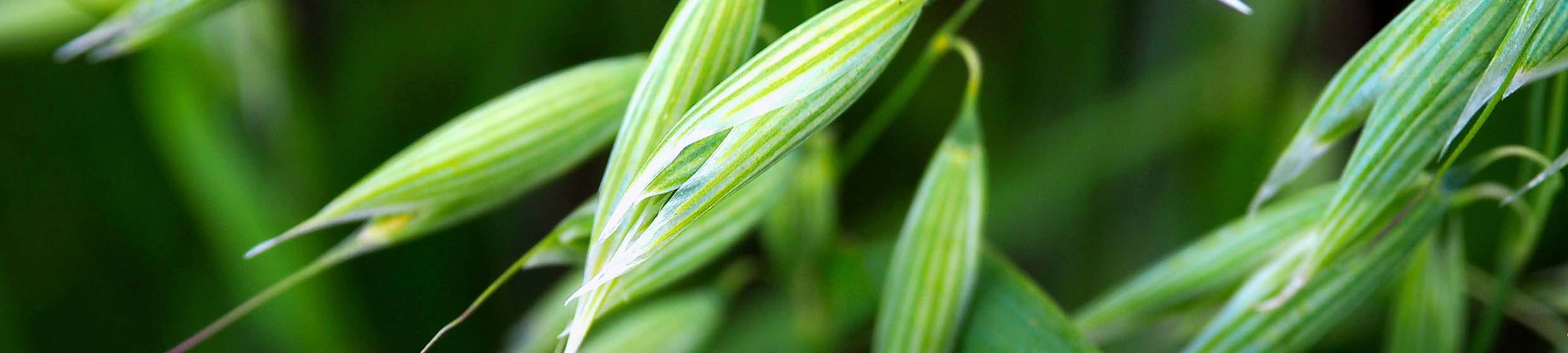 avoine