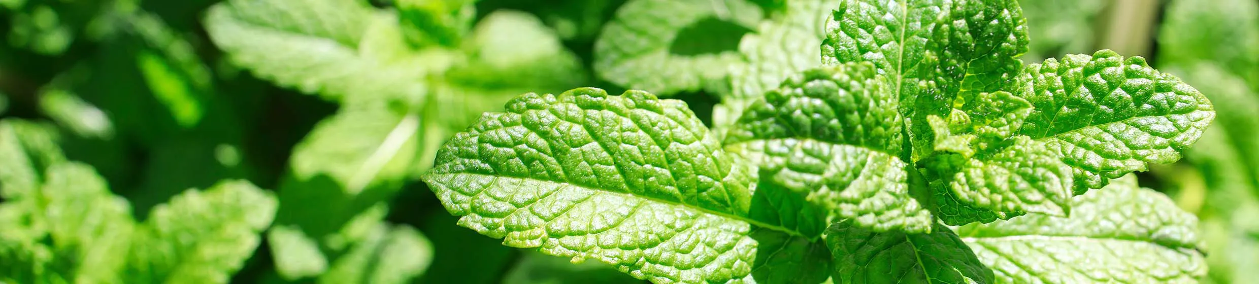 Menthe verte