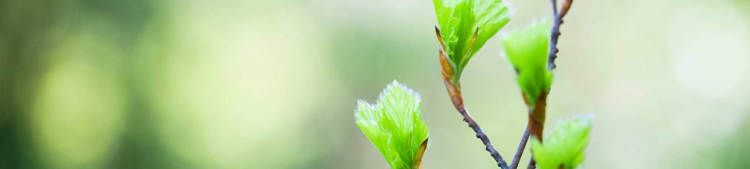 Bourgeons de Charme