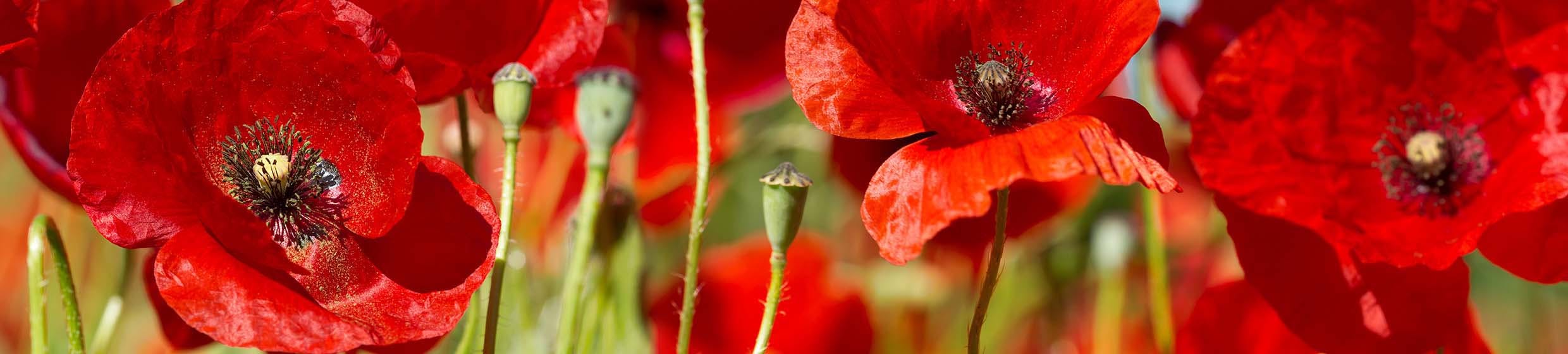 Pavot coquelicot