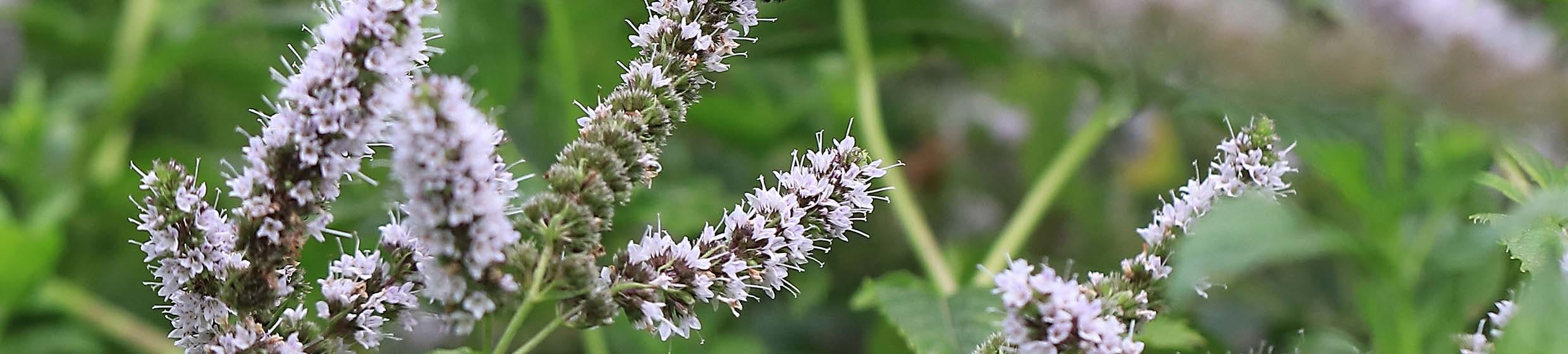 Menthe poivrée