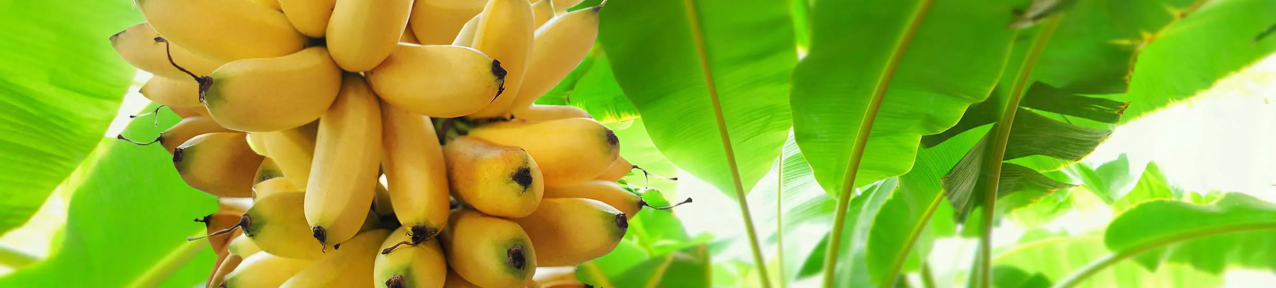 Banane