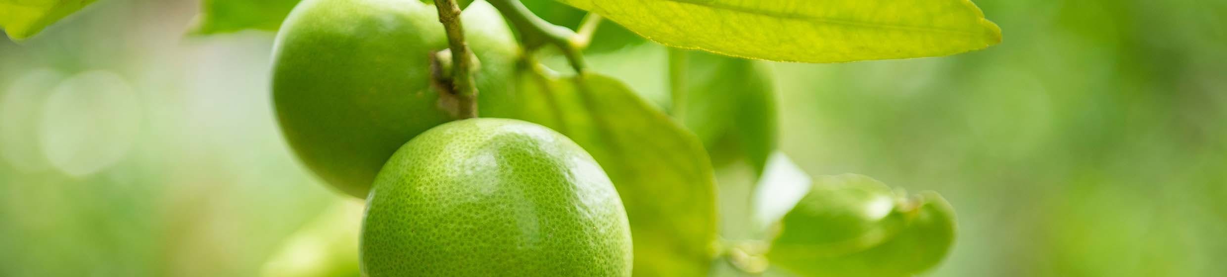 Mandarine verte