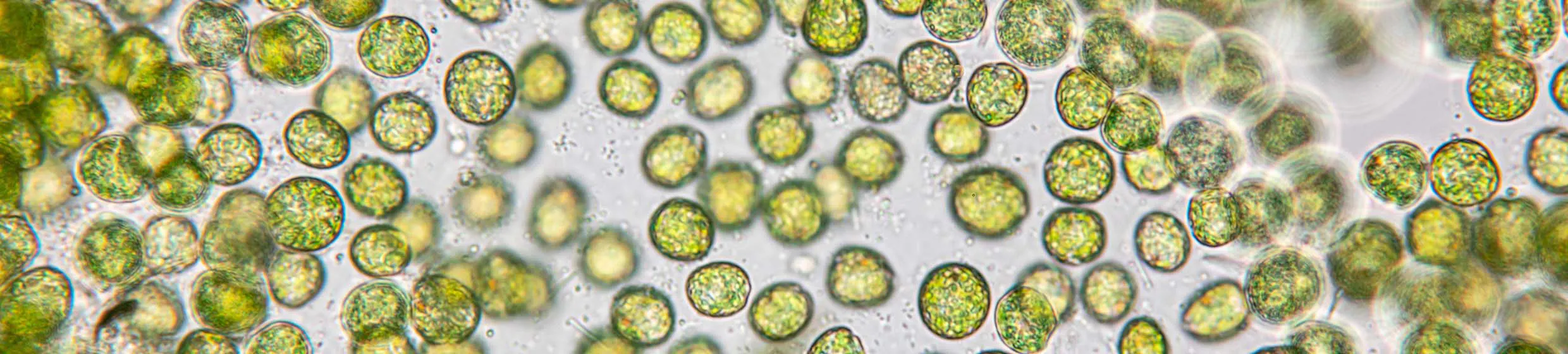 Chlorella