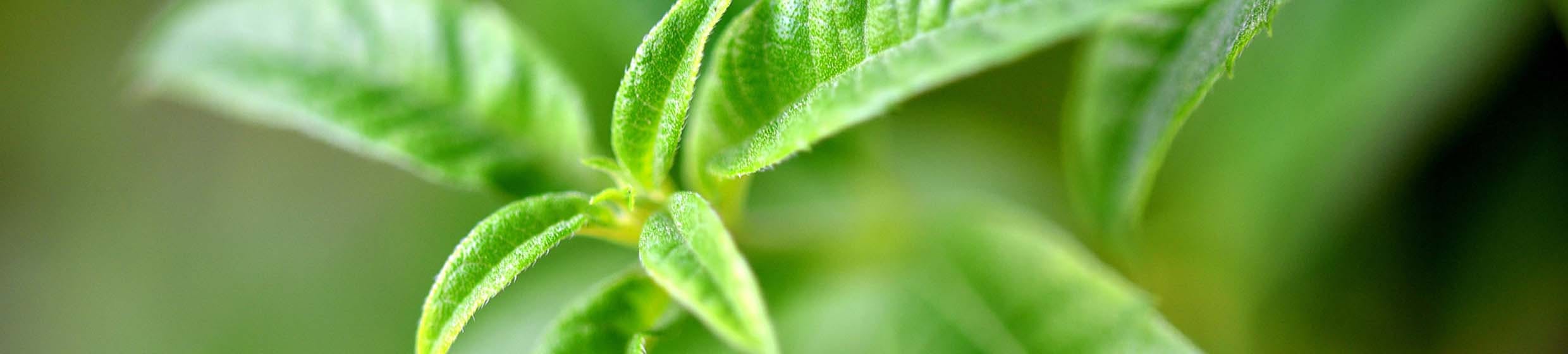 Verveine