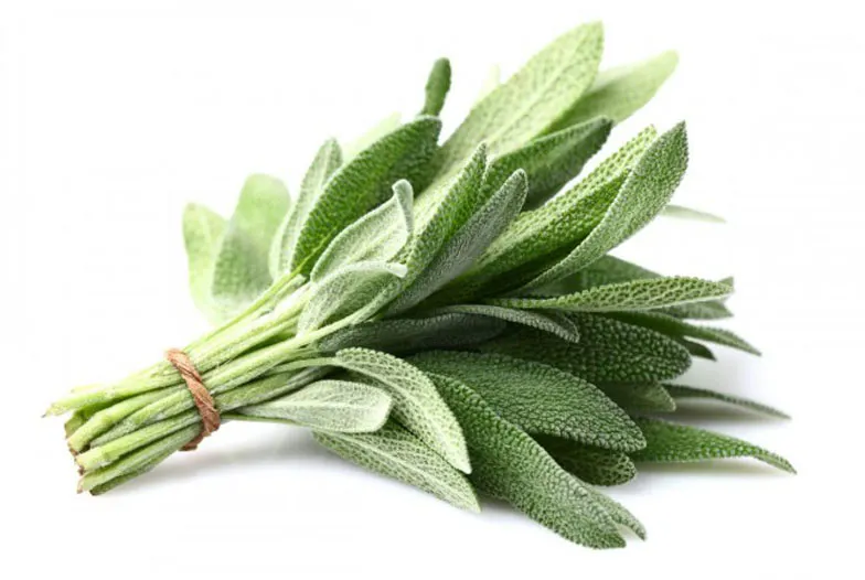 Sauge : l'herbe sacrée (Salvia Officinalis)