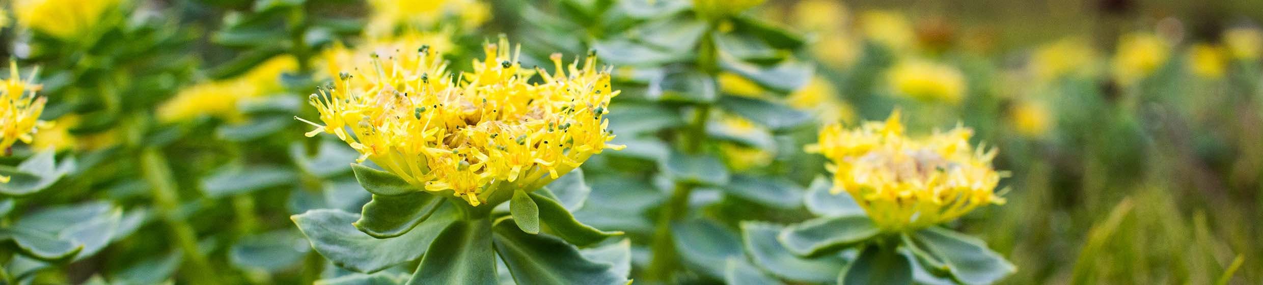 Rhodiola rosea