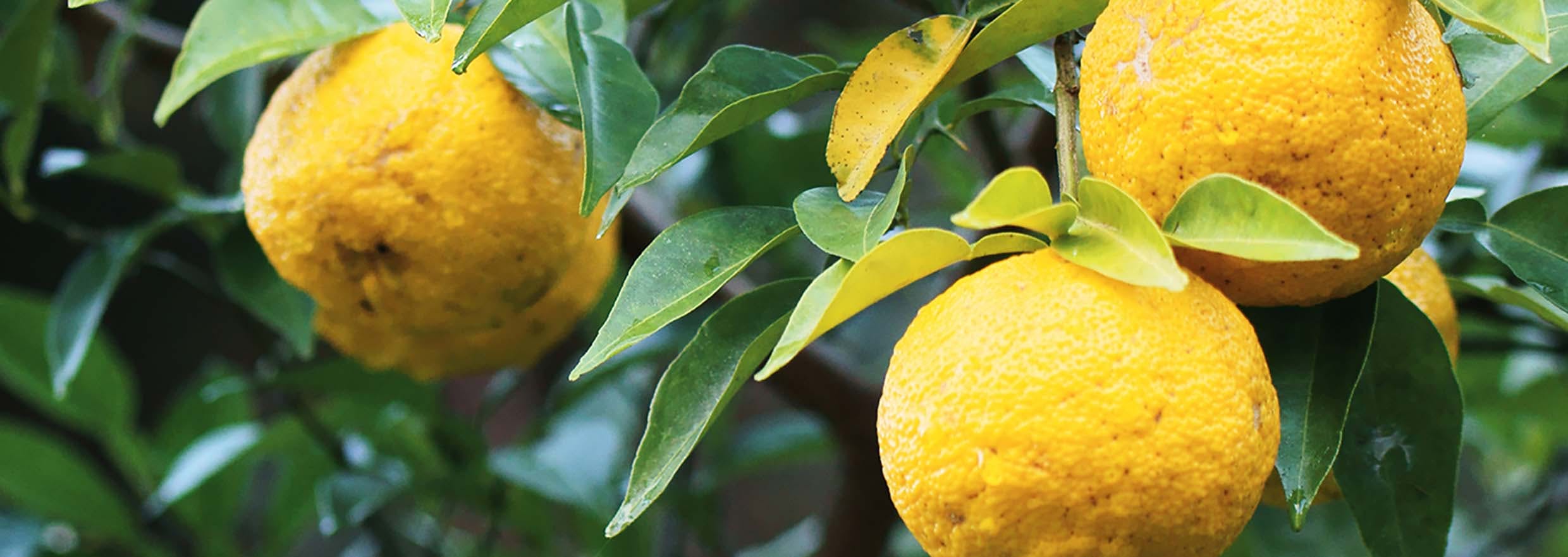Yuzu