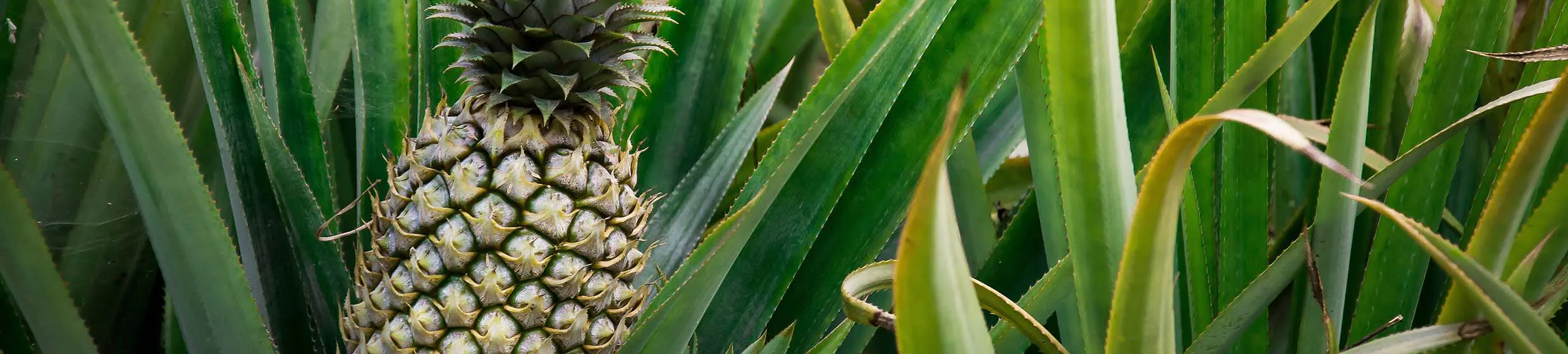 Ananas