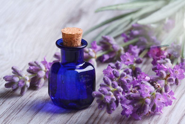 La lavande, fleuron de l'aromathérapie moderne