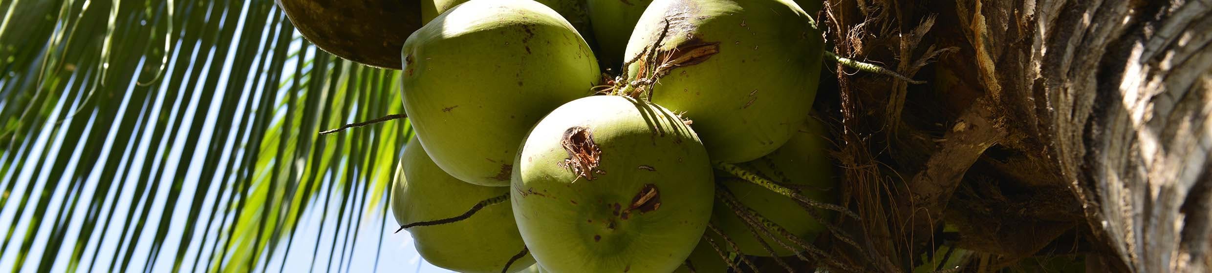 Noix de coco