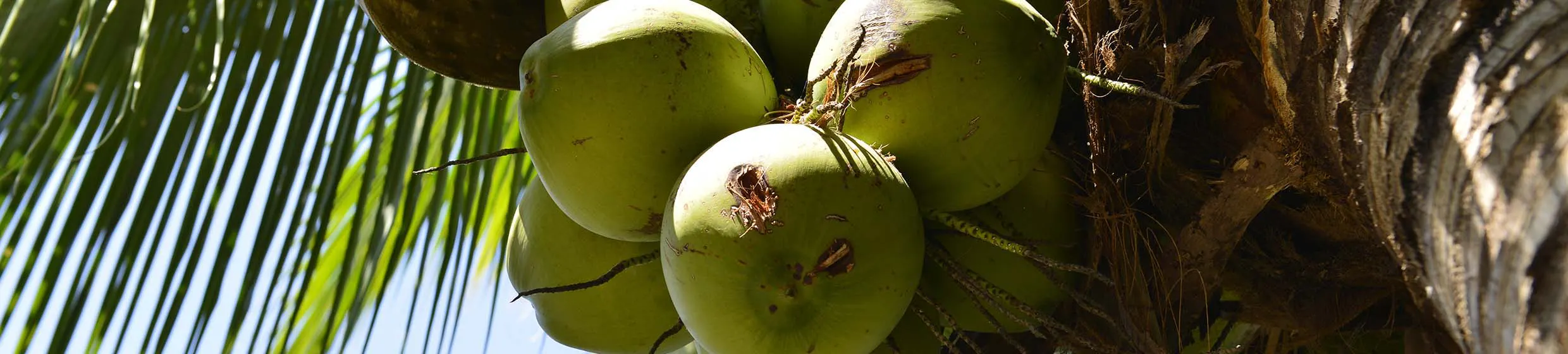 Noix de coco