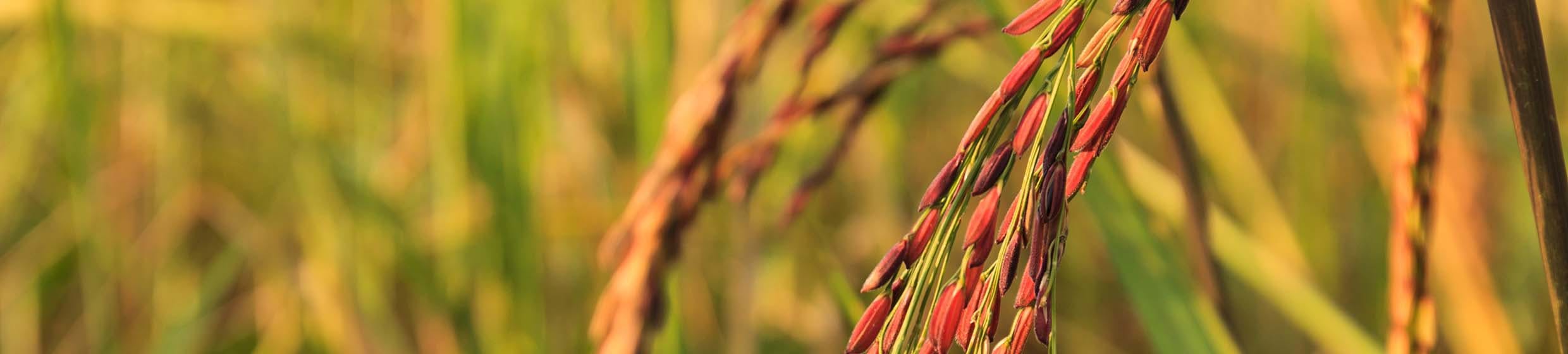 Levure de riz rouge (monacoline K)
