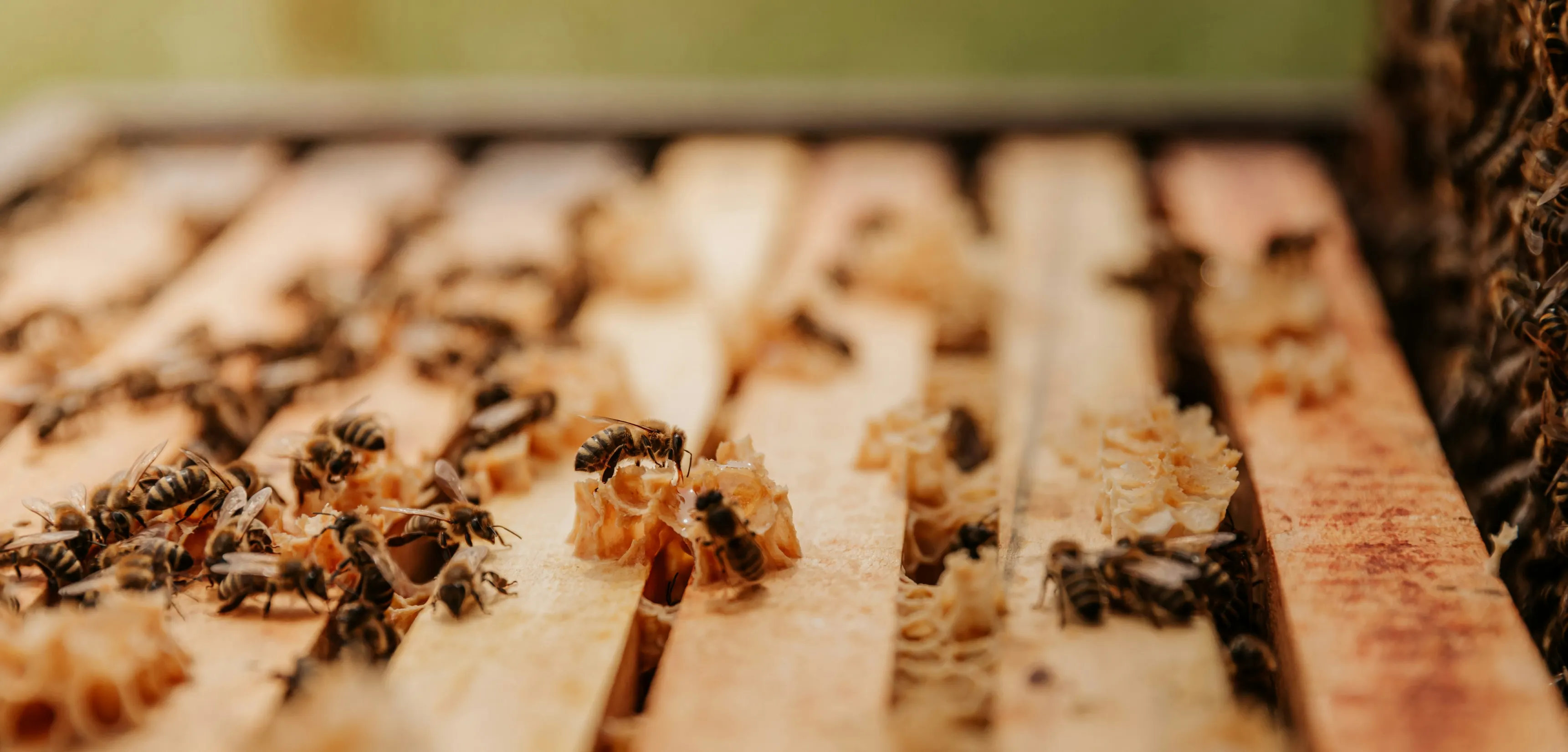 Propolis