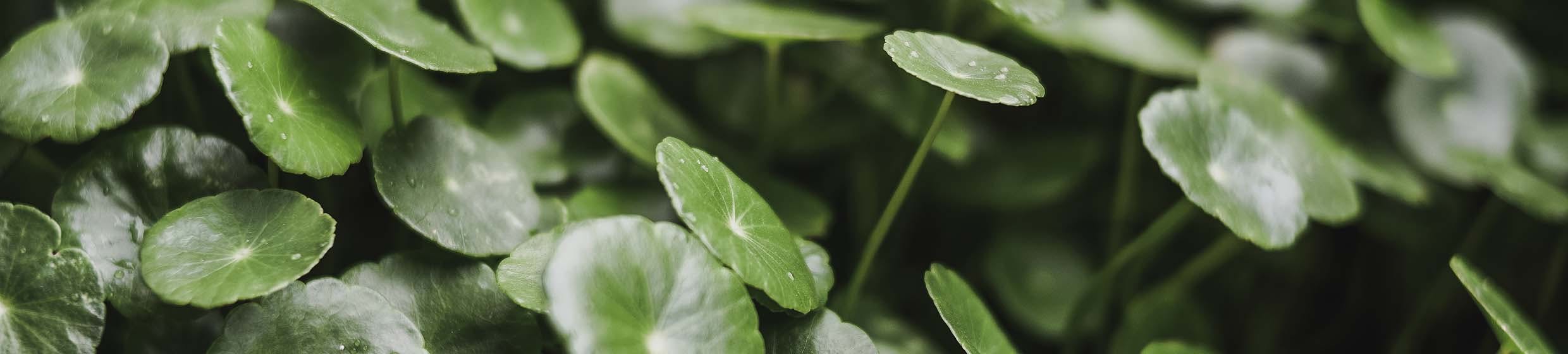 Centella asiatica