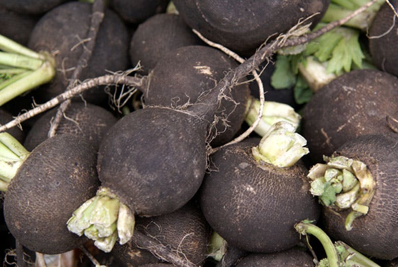 Radis noir : purifiez votre corps à la racine !