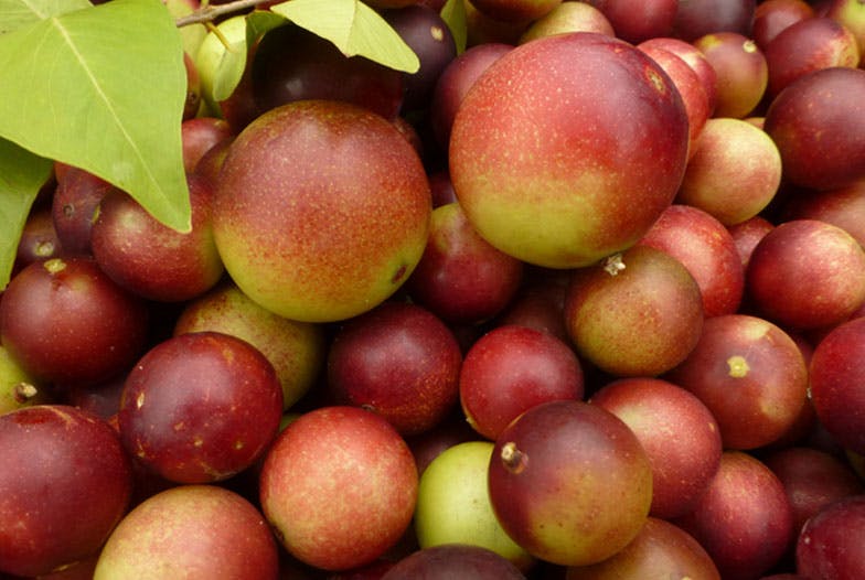 Le camu-camu, super-fruit champion de la vitamine C