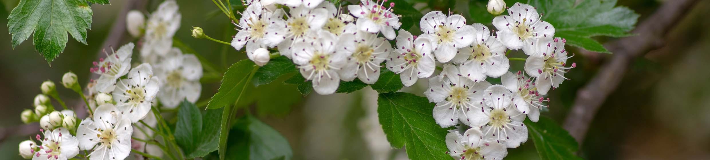 Aubépine