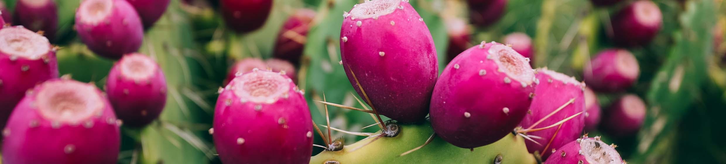 nopal-figuier-de-barbarie