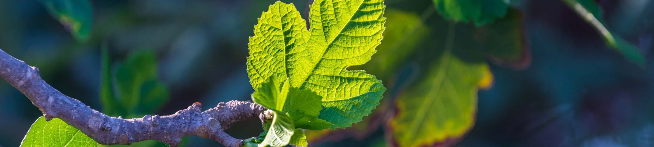 Figuier (Bourgeons)