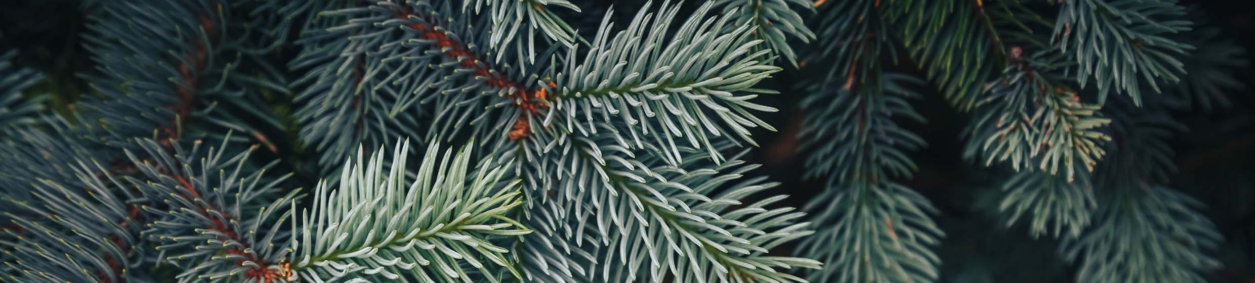Sapin blanc argenté