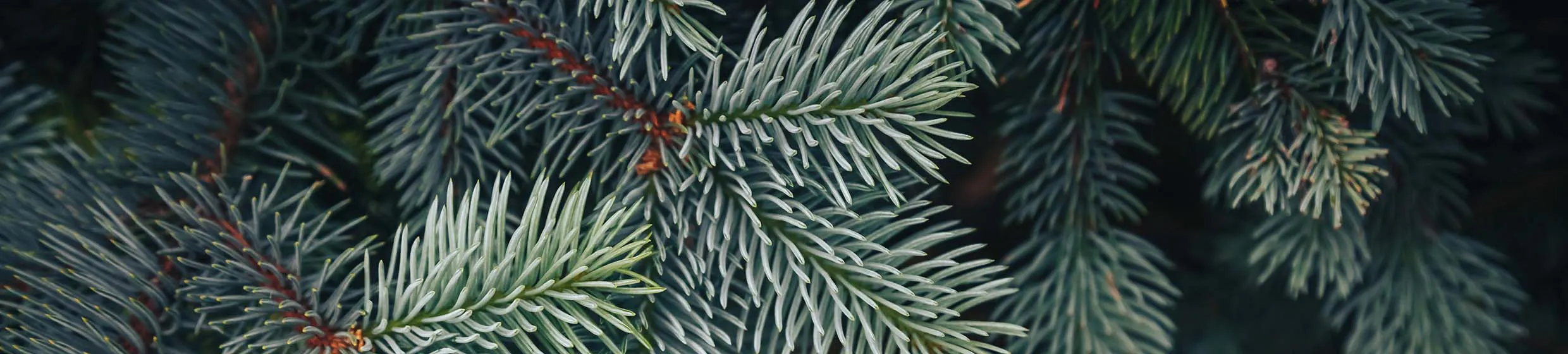 Sapin blanc argenté