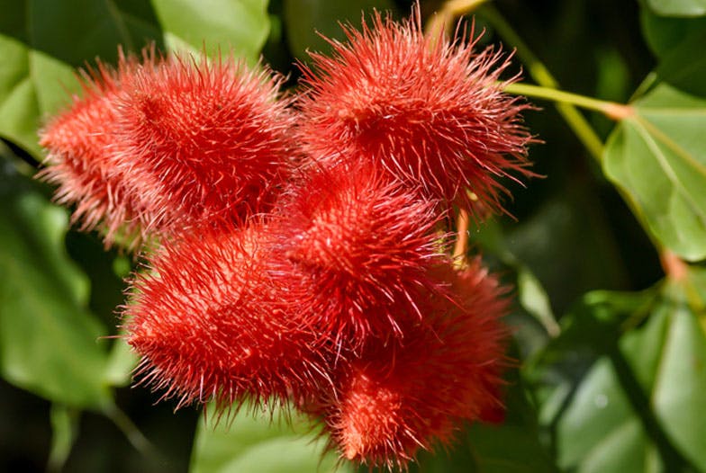 Prenez un bain de soleil végétal avec l'urucum