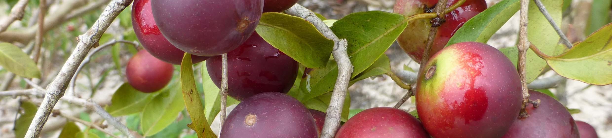 Camu-camu