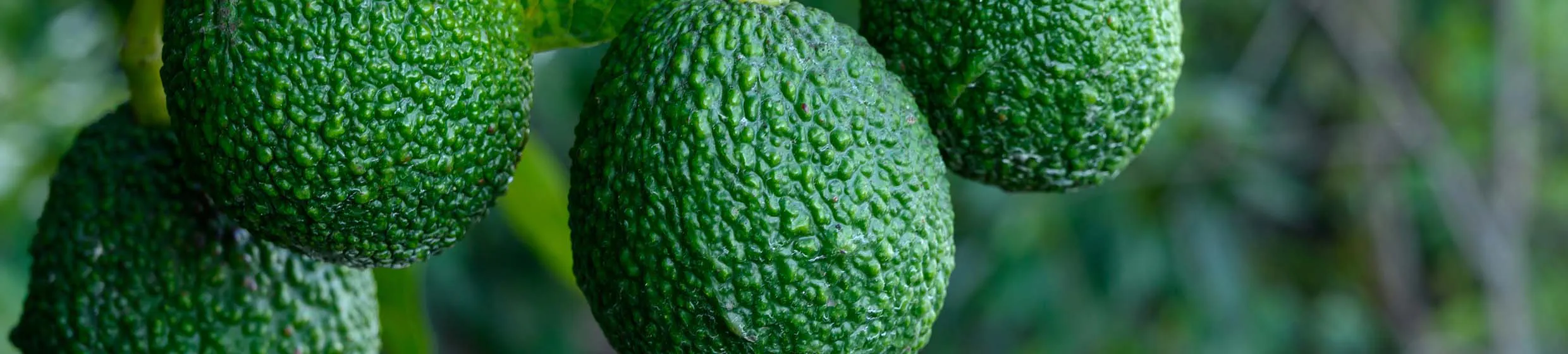 Avocat