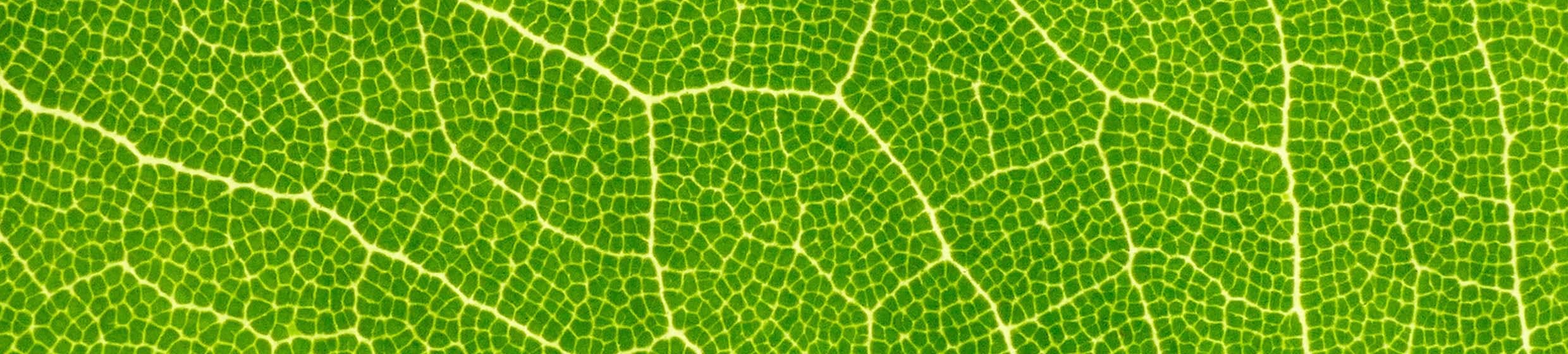 Chlorophylle