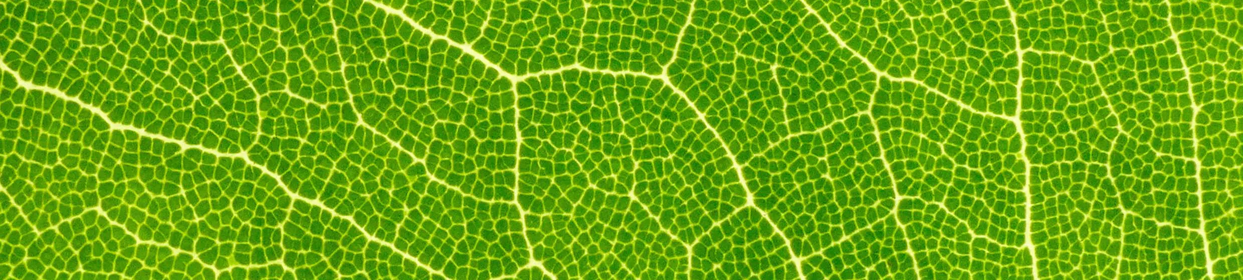 Chlorophylle