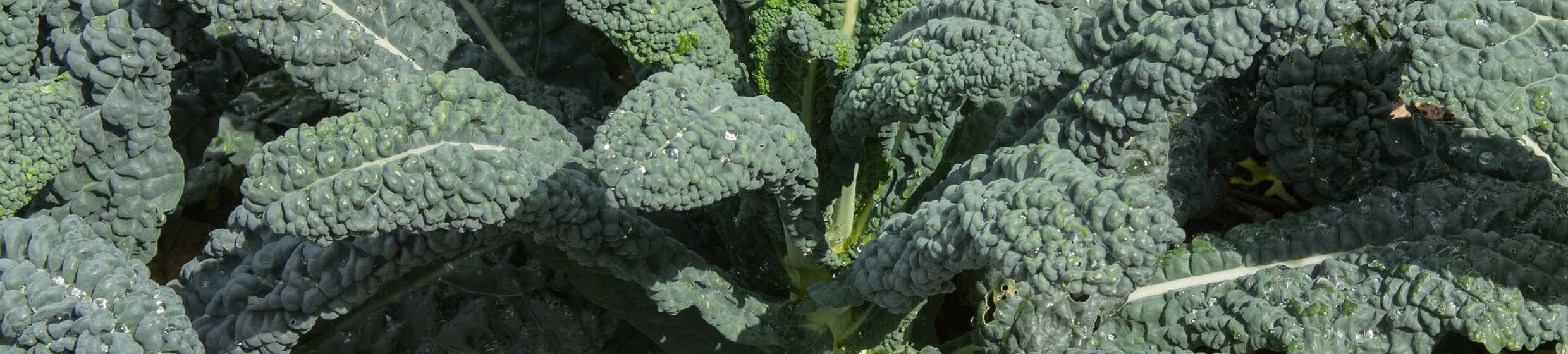 Chou Kale