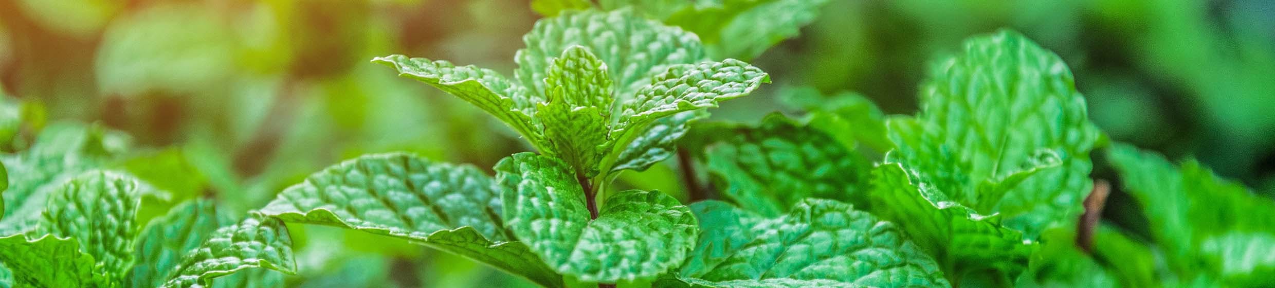 Menthe