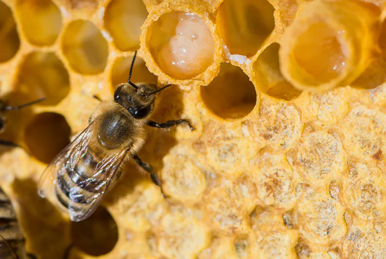 Gelée royale et pollen : les 2 alicaments des abeilles