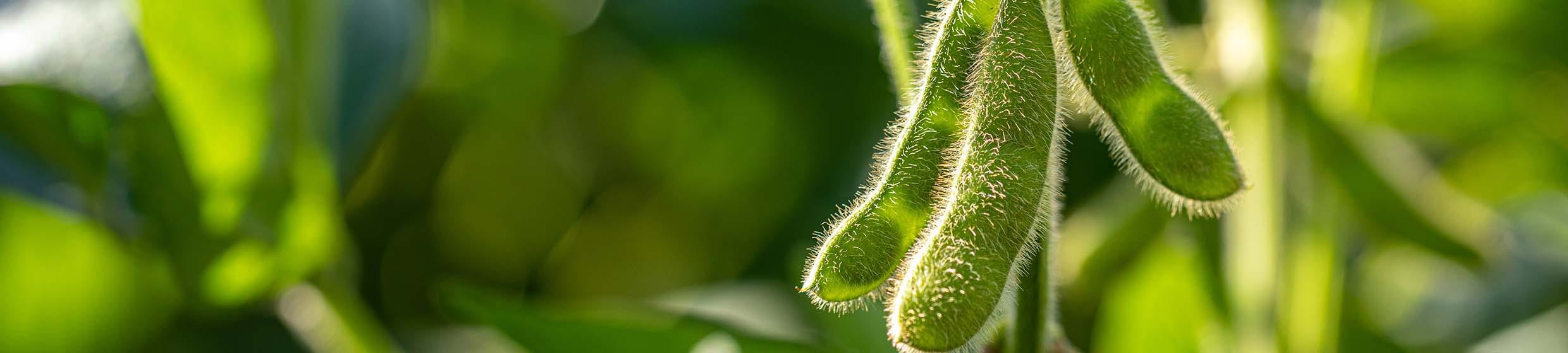 Vitamine B2