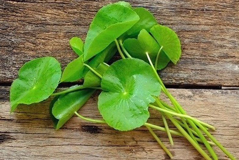 Les plantes favorables à la circulation périphérique