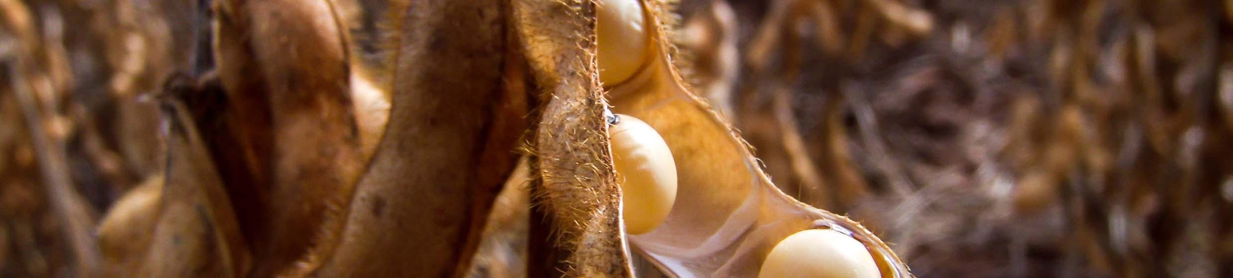 Isoflavones de soja