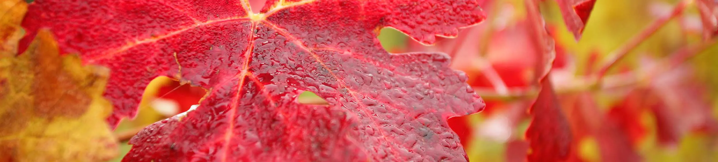 Vigne rouge