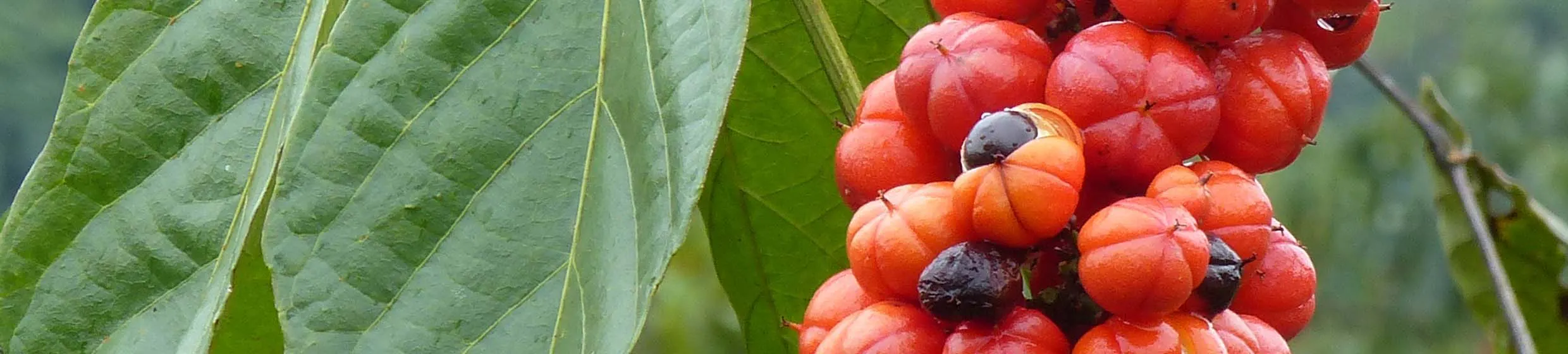Guarana
