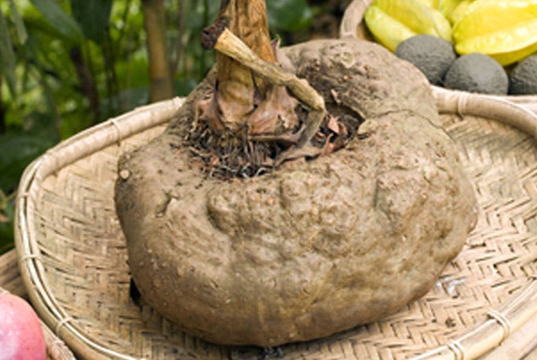Le konjac, racine minceur et détox