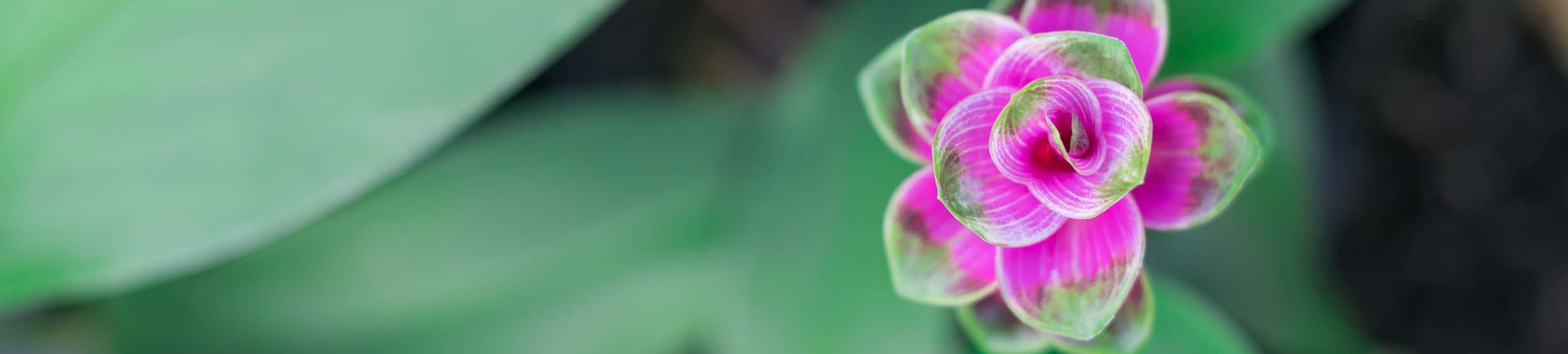 Curcuma