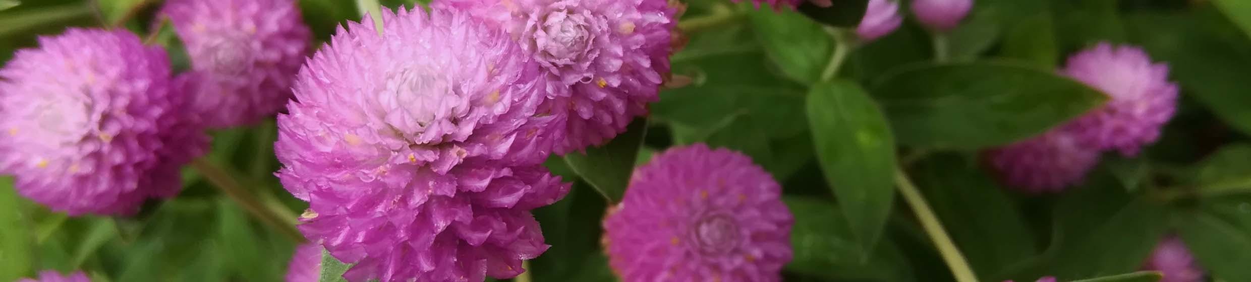 gomphrena