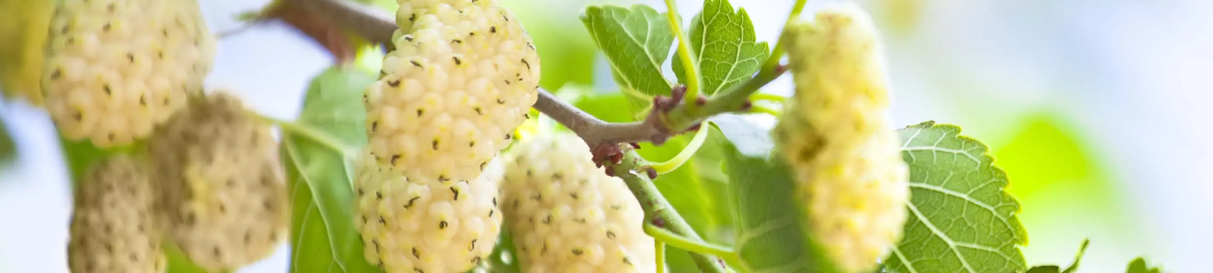  Mûre blanche (mulberry) 