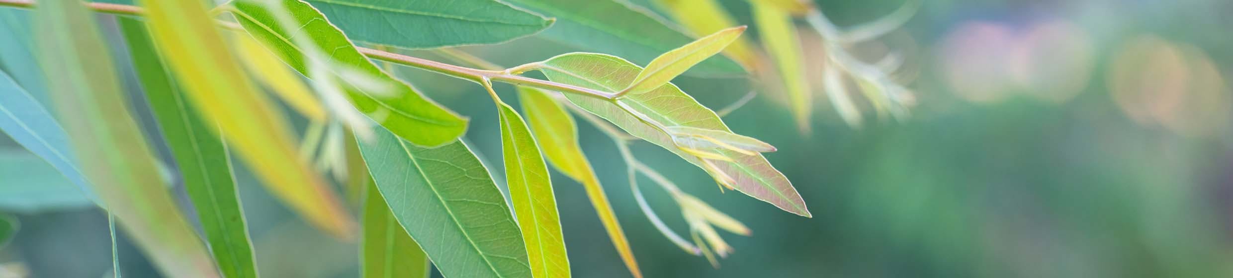 Eucalyptus smithii