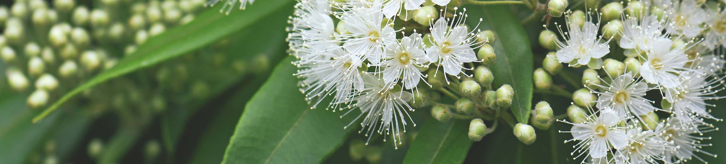 Eucalyptus citronné (citriodora)