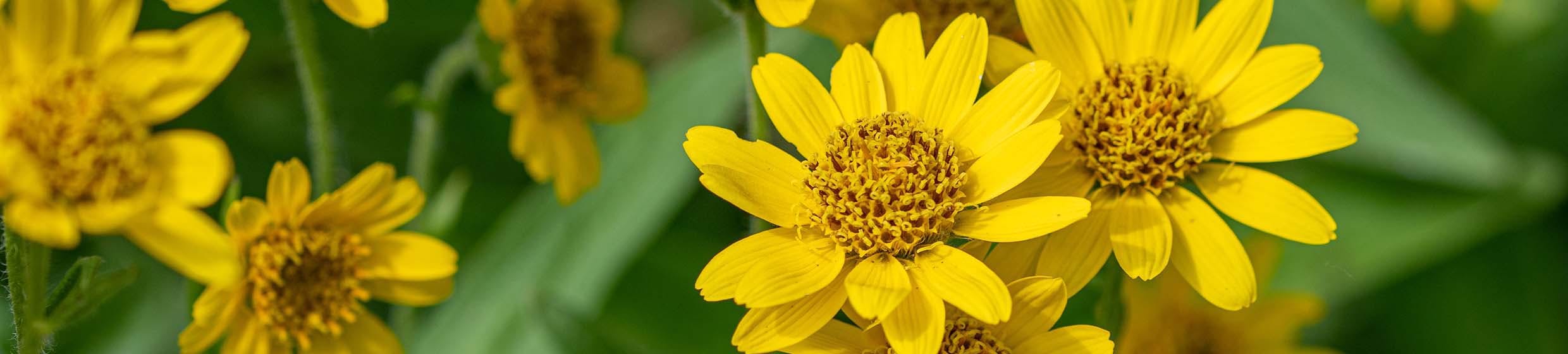 Arnica