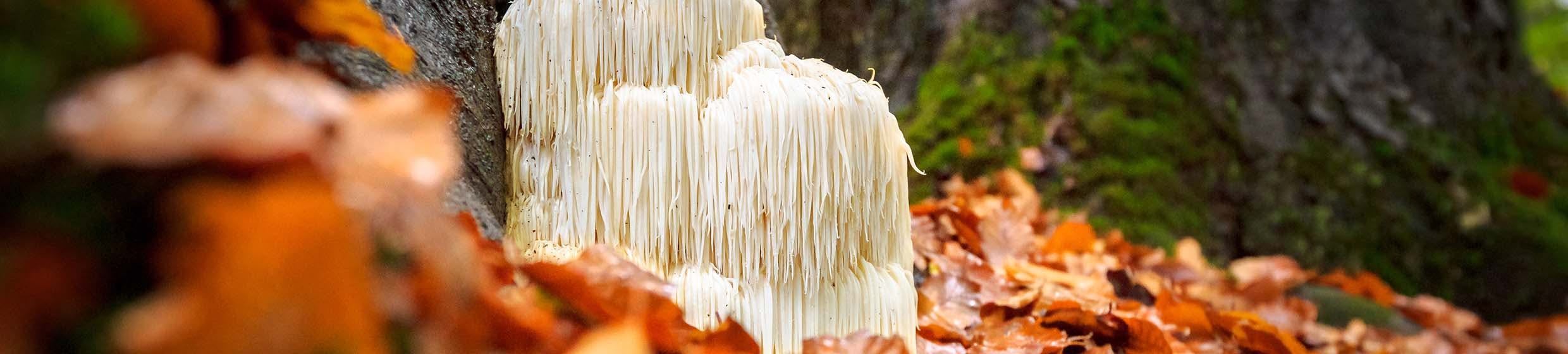 Hericium